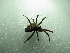  ( - NIBGE SPD-00879)  @13 [ ] CreativeCommons - Attribution Non-Commercial Share-Alike (2012) Muhammad Ashfaq National Institute for Biotechnology and Genetic Engineering Faisalabad Pakistan