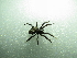  ( - NIBGE SPD-00883)  @13 [ ] CreativeCommons - Attribution Non-Commercial Share-Alike (2012) Muhammad Ashfaq National Institute for Biotechnology and Genetic Engineering Faisalabad Pakistan