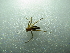  ( - NIBGE SPD-00922)  @12 [ ] CreativeCommons - Attribution Non-Commercial Share-Alike (2012) Muhammad Ashfaq National Institute for Biotechnology and Genetic Engineering Faisalabad Pakistan