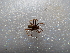  ( - NIBGE SPD-01023)  @12 [ ] CreativeCommons - Attribution Non-Commercial Share-Alike (2012) M. Sajjad Mirza National Institute for Biotechnology and Genetic Engineering Faisalabad Pakistan