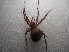  ( - NIBGE SPD-01278)  @12 [ ] CreativeCommons - Attribution Non-Commercial Share-Alike (2013) S. Mirza National Institute for Biotechnology and Genetic Engineering Faisalabad Pakistan