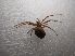  ( - NIBGE SPD-01286)  @12 [ ] CreativeCommons - Attribution Non-Commercial Share-Alike (2013) S. Mirza National Institute for Biotechnology and Genetic Engineering Faisalabad Pakistan