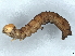  ( - BIOUG73619-D11)  @11 [ ] CreativeCommons - Attribution (2022) CBG Photography Group Centre for Biodiversity Genomics