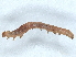  ( - BIOUG73620-B06)  @12 [ ] CreativeCommons - Attribution (2022) CBG Photography Group Centre for Biodiversity Genomics