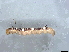  ( - BIOUG73620-C04)  @11 [ ] CreativeCommons - Attribution (2022) CBG Photography Group Centre for Biodiversity Genomics