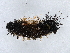  (erebidBioLep01 BioLep4535 - BIOUG73620-D09)  @11 [ ] CreativeCommons - Attribution (2022) CBG Photography Group Centre for Biodiversity Genomics