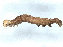  ( - BIOUG73620-D11)  @12 [ ] CreativeCommons - Attribution (2022) CBG Photography Group Centre for Biodiversity Genomics