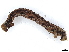  ( - BIOUG73620-H10)  @11 [ ] CreativeCommons - Attribution (2022) CBG Photography Group Centre for Biodiversity Genomics