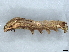  ( - BIOUG73623-E01)  @11 [ ] CreativeCommons - Attribution (2022) CBG Photography Group Centre for Biodiversity Genomics