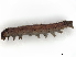  ( - BIOUG81842-H02)  @11 [ ] CreativeCommons - Attribution (2022) CBG Photography Group Centre for Biodiversity Genomics
