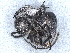  ( - BIOUG91678-C09)  @11 [ ] CreativeCommons - Attribution Non-Commercial Share-Alike (2022) CBG Photography Group Centre for Biodiversity Genomics