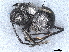 ( - BIOUG91678-C10)  @11 [ ] CreativeCommons - Attribution Non-Commercial Share-Alike (2022) CBG Photography Group Centre for Biodiversity Genomics