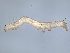  ( - BIOUG91679-B01)  @11 [ ] CreativeCommons - Attribution (2022) CBG Photography Group Centre for Biodiversity Genomics