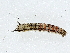  ( - BIOUG93337-C06)  @11 [ ] CreativeCommons - Attribution (2022) CBG Photography Group Centre for Biodiversity Genomics