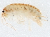  ( - BIOUG93337-F08)  @11 [ ] CreativeCommons - Attribution (2022) CBG Photography Group Centre for Biodiversity Genomics