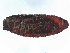  ( - BIOUG99531-D07)  @11 [ ] CreativeCommons - Attribution (2023) CBG Photography Group Centre for Biodiversity Genomics