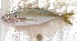  ( - Mau24-10)  @11 [ ] copyright © (2024) Nene Galle Kide Institut Superieur des Sciences de la Mer