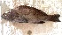  (Epinephelus costae - Mau24-12)  @11 [ ] copyright © (2024) Nene Galle Kide Institut Superieur des Sciences de la Mer