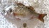 ( - Mau24-13)  @11 [ ] copyright © (2024) Nene Galle Kide Institut Superieur des Sciences de la Mer