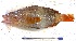  (Serranus papilionaceus - Mau24-35)  @11 [ ] copyright © (2024) Nene Galle Kide Institut Superieur des Sciences de la Mer