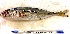  ( - Mau24-36)  @11 [ ] copyright © (2024) Nene Galle Kide Institut Superieur des Sciences de la Mer