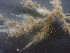  (Amathia imbricata - MBA-230316-006A)  @11 [ ] Marine Biological Association (2023) Marine Biological Association Marine Biological Association