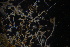  ( - MBA-220815-001A)  @11 [ ] Marine Biological Association (2022) Marine Biological Association Marine Biological Association