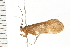  (Pycnopsyche subfasciata - 08MBCAD-0174)  @13 [ ] CreativeCommons - Attribution (2008) Unspecified Centre for Biodiversity Genomics