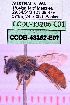  (Odontocolletes - CCDB-48352-E07)  @11 [ ] CreativeCommons  Attribution Share-Alike (2024) Laurence Packer York University