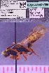  (Nomada xanthura - CCDB-48352-G06)  @11 [ ] CreativeCommons  Attribution Share-Alike (2024) Laurence Packer York University