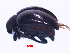 (Caelustomus sp - MMFHChrysoE1)  @11 [ ] Unspecified (default): All Rights Reserved (2015) Muneeb University of Malaya