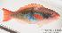 (Scarus forsteni - MBIO1563.4)  @13 [ ] Unspecified (default): All Rights Reserved  Unspecified Unspecified