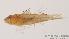  (Priolepis compita - MBIO165.4)  @12 [ ] Unspecified (default): All Rights Reserved  Unspecified Unspecified