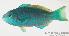  (Scarus globiceps - MBIO885.4)  @14 [ ] Unspecified (default): All Rights Reserved  Unspecified Unspecified