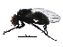  ( - BIOUG08748-B02)  @14 [ ] CreativeCommons - Attribution (2017) CBG Photography Group Centre for Biodiversity Genomics