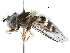 ( - BIOUG09346-B05)  @15 [ ] CreativeCommons - Attribution (2016) CBG Photography Group Centre for Biodiversity Genomics