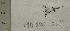  (Aphanocladia - MD0002379)  @11 [ ] CreativeCommons - Attribution Non-Commercial Share-Alike (2014) Unspecified CIBIO Azores