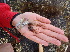  (Grateloupia filicina - MD0002879)  @11 [ ] CreativeCommons - Attribution Non-Commercial Share-Alike (2014) Unspecified CIBIO Azores