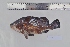  ( - PE2016A12-14)  @11 [ ] Copyright (2077) Ximena Velez-Zuazo Smithsonian Institution