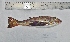  ( - PE2016A47-1)  @11 [ ] Copyright (2077) Ximena Velez-Zuazo Smithsonian Institution