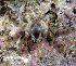  (Perinia - MBIO2420.1)  @13 [ ] Unspecified (default): All Rights Reserved  Unspecified Unspecified