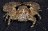  (Petrolisthes sp. 1 - MBIO2431.1)  @14 [ ] Unspecified (default): All Rights Reserved  Unspecified Unspecified