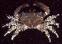  (Chlorodiella - MBIO2486.1)  @15 [ ] Unspecified (default): All Rights Reserved  Unspecified Unspecified