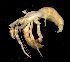  (Dardanus scutellatus - MBIO2516.1)  @11 [ ] Unspecified (default): All Rights Reserved  Unspecified Unspecified