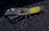  (Metalpheus rostratipes - MBIO2557.1)  @16 [ ] Unspecified (default): All Rights Reserved  Unspecified Unspecified