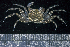  (Ocypode cordimanus - MBIO2692.1)  @14 [ ] Unspecified (default): All Rights Reserved  Unspecified Unspecified