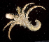  (Dardanus deformis - MBIO2791.1)  @15 [ ] Unspecified (default): All Rights Reserved  Unspecified Unspecified