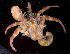  (Dardanus gemmatus - MBIO2792.1)  @15 [ ] Unspecified (default): All Rights Reserved  Unspecified Unspecified