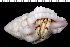  (Coenobita perlatus - MBIO2903.1)  @15 [ ] Unspecified (default): All Rights Reserved  Unspecified Unspecified