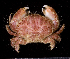  (Pseudoliomera - MBIO3300.1)  @14 [ ] Unspecified (default): All Rights Reserved  Unspecified Unspecified